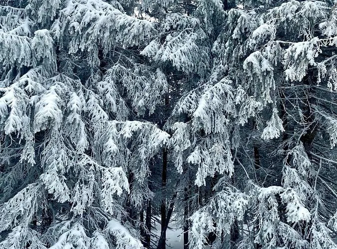 Apartment Przy Stoku In The Jungle Karpatia *