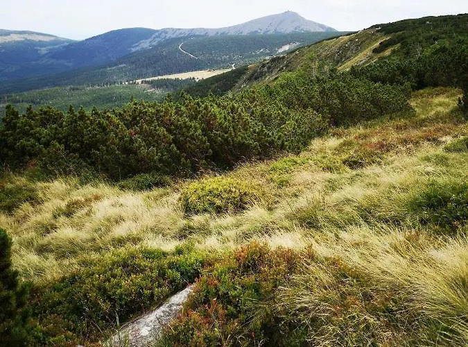 Apartment Przy Stoku In The Jungle Karpatia *