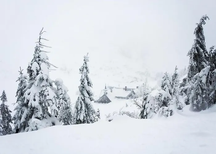 Apartment Przy Stoku In The Jungle Karpatia